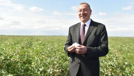 Biləsuvar Pambıq Sənayesində Vahid Kazımlının Liderliyi və İnnovativ Yanaşmaları